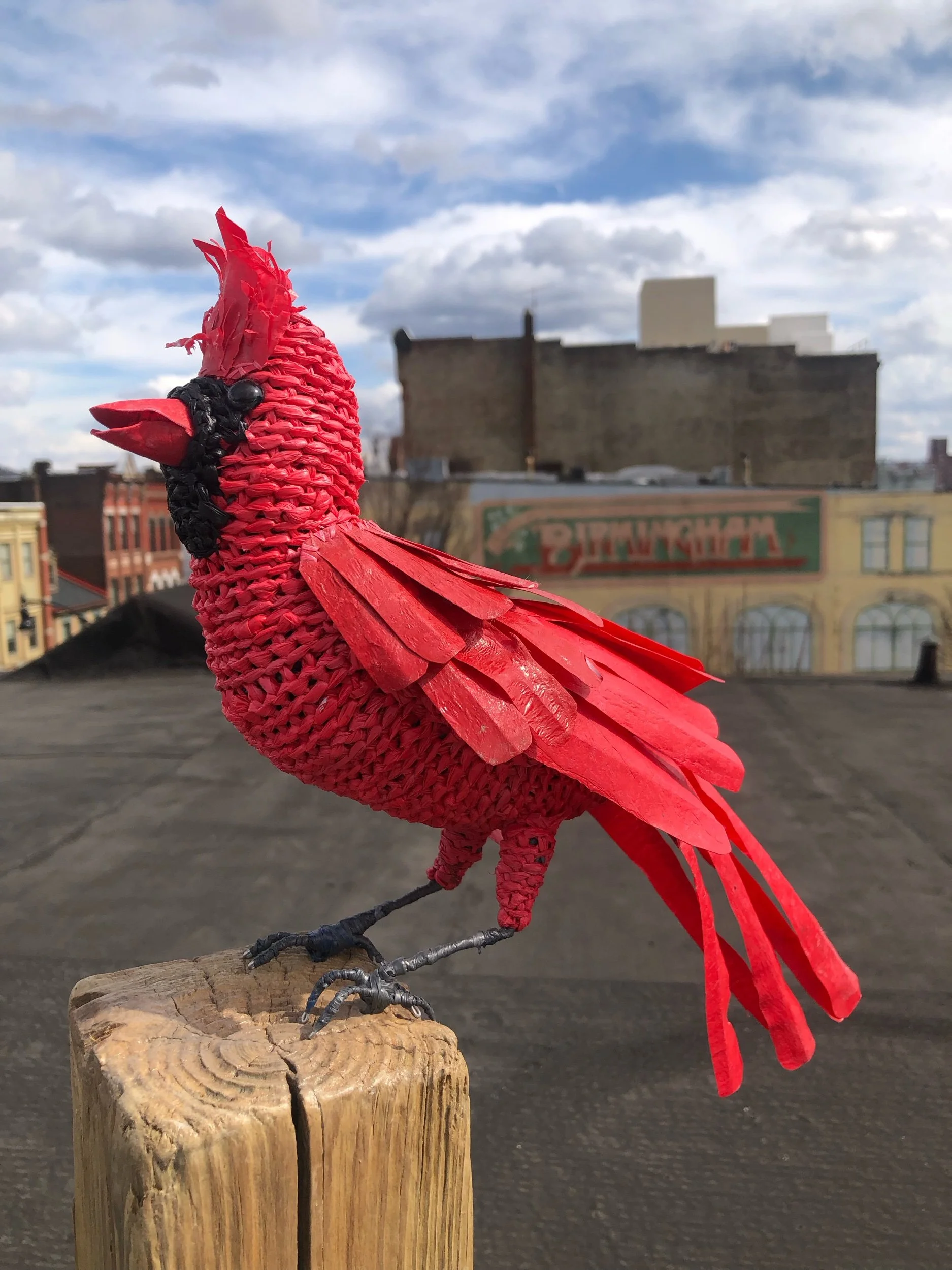 Cardinal 