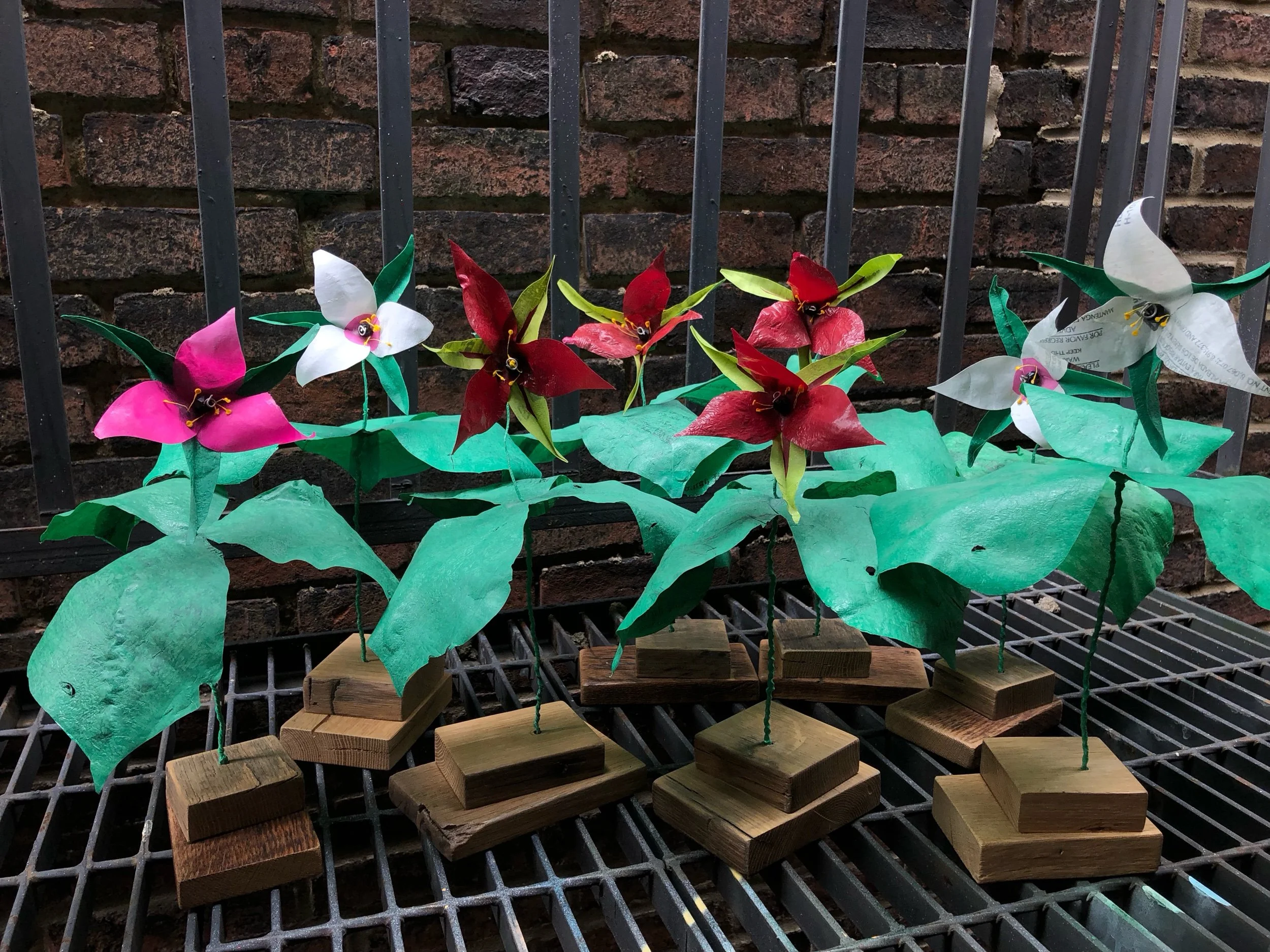 Trillium 