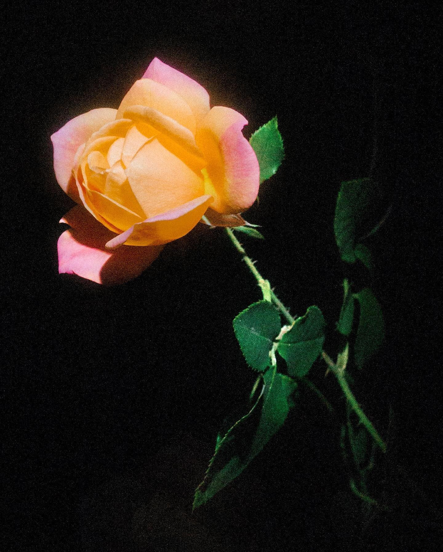 hi. here&rsquo;s a photo of a rose in my parents backyard that i made two years ago. 🔦 #nightrose
