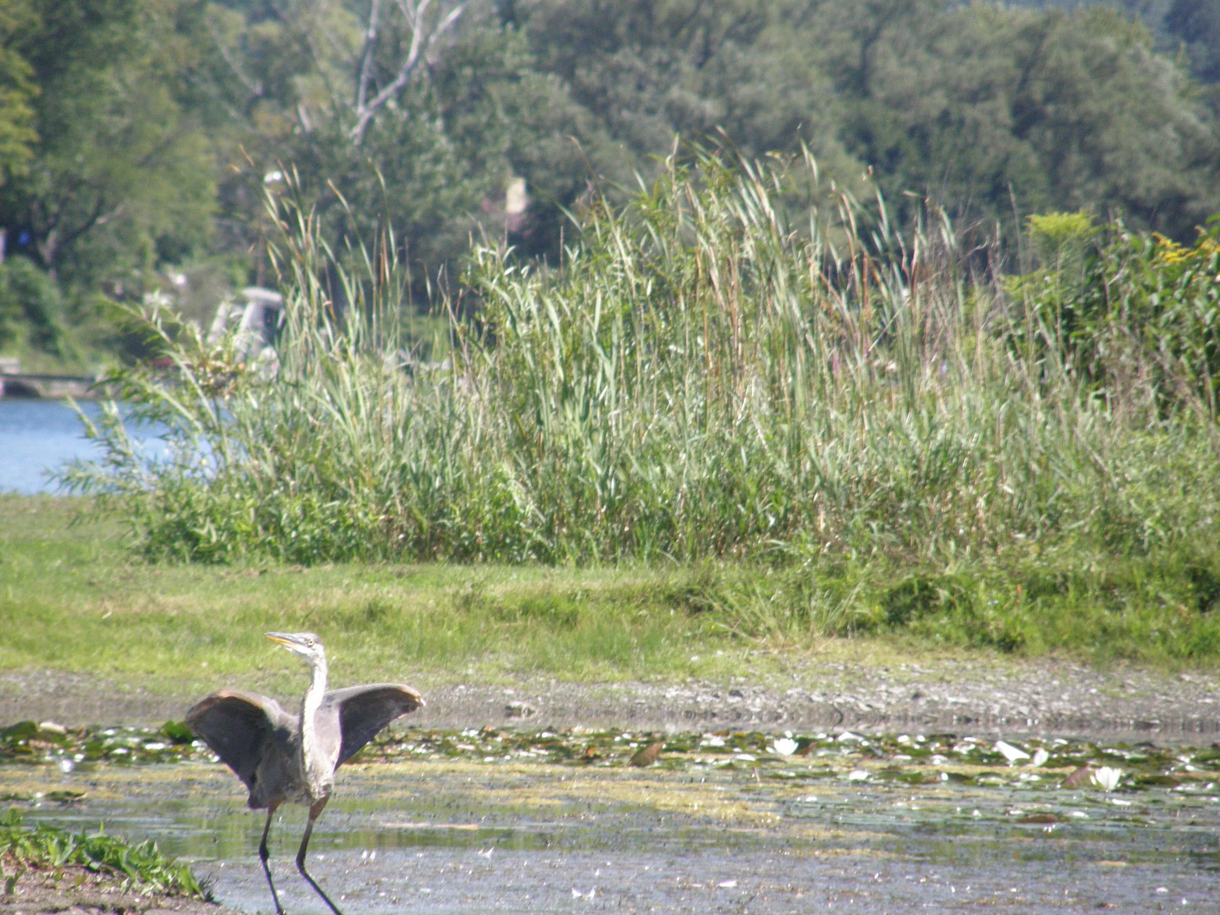 History of the FLRWA