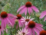 Cayuga Lake: Native Plants for Healthy Watersheds at the Plantsmen Nursery