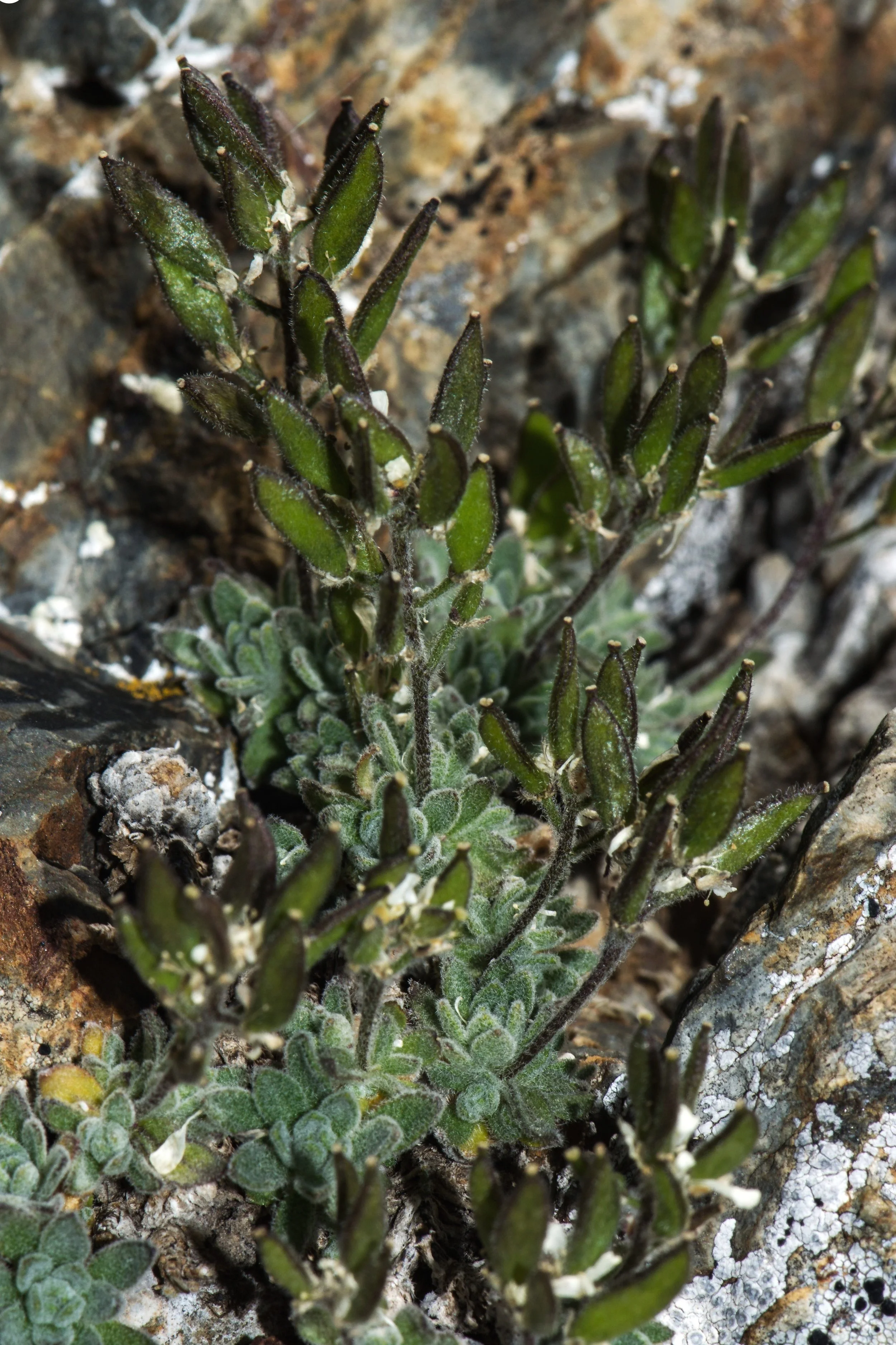 Image+cliff+plant.+Draba+dubia+subsp.+laevipes.+AUTHOR+Mario+Mairal.jpg