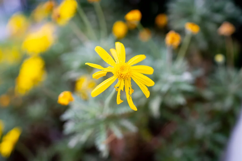 Godfrey Street Community House | Classes for adults & Children inc