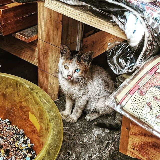In love with this single blue eyed kitten that we found in Khan el-Khalili Bazaar 💙

Have you ever seen a cat with different colour eyes before?