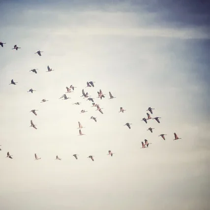 birds.jpg