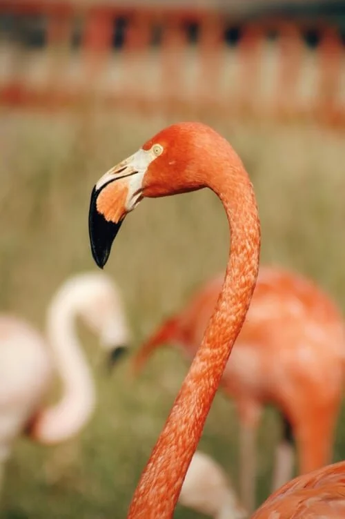 Pretty In Pink. One Of The Great Wonders Of The Kalahari Desert.