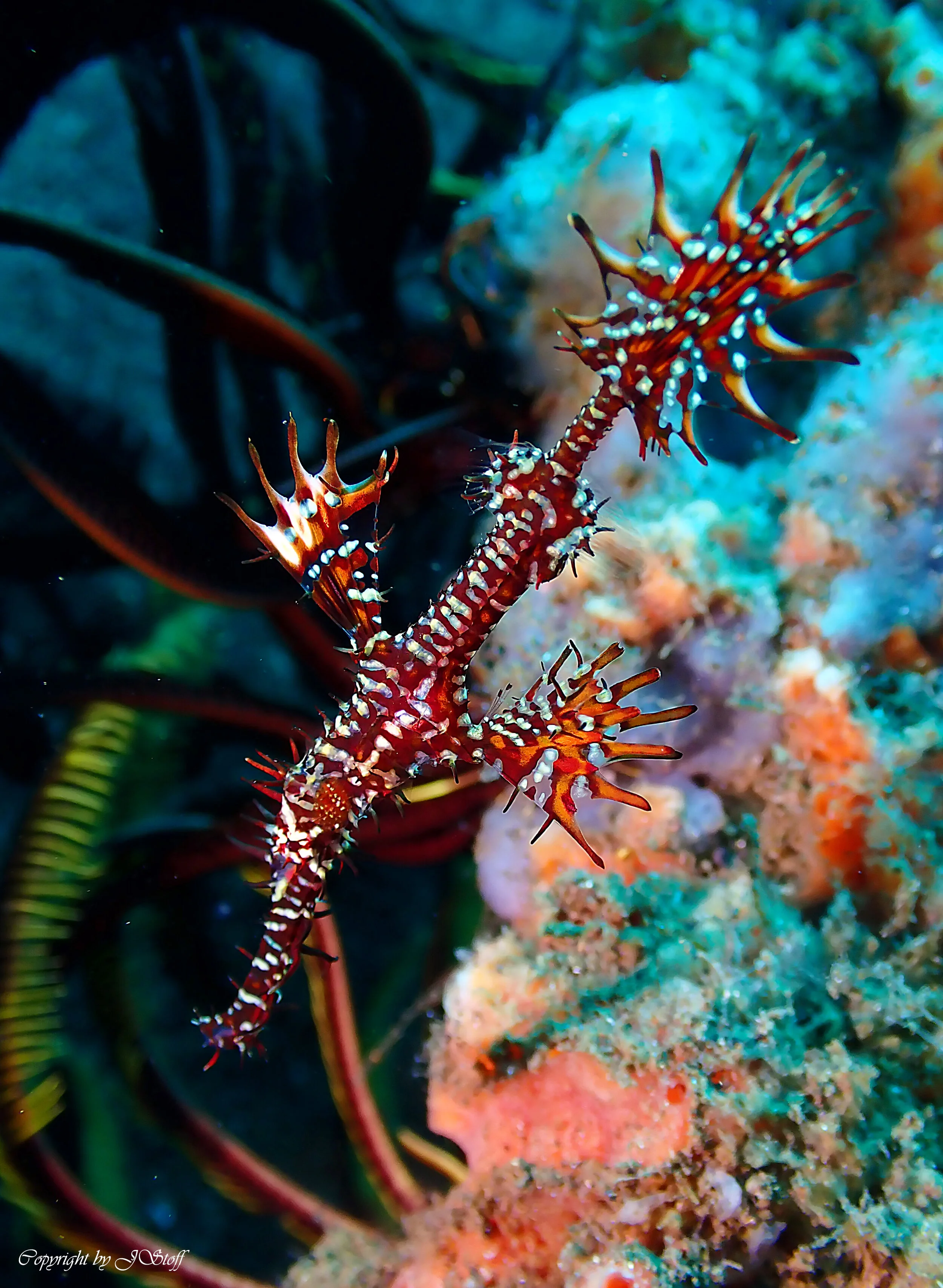 ghost in the middle cc.jpg