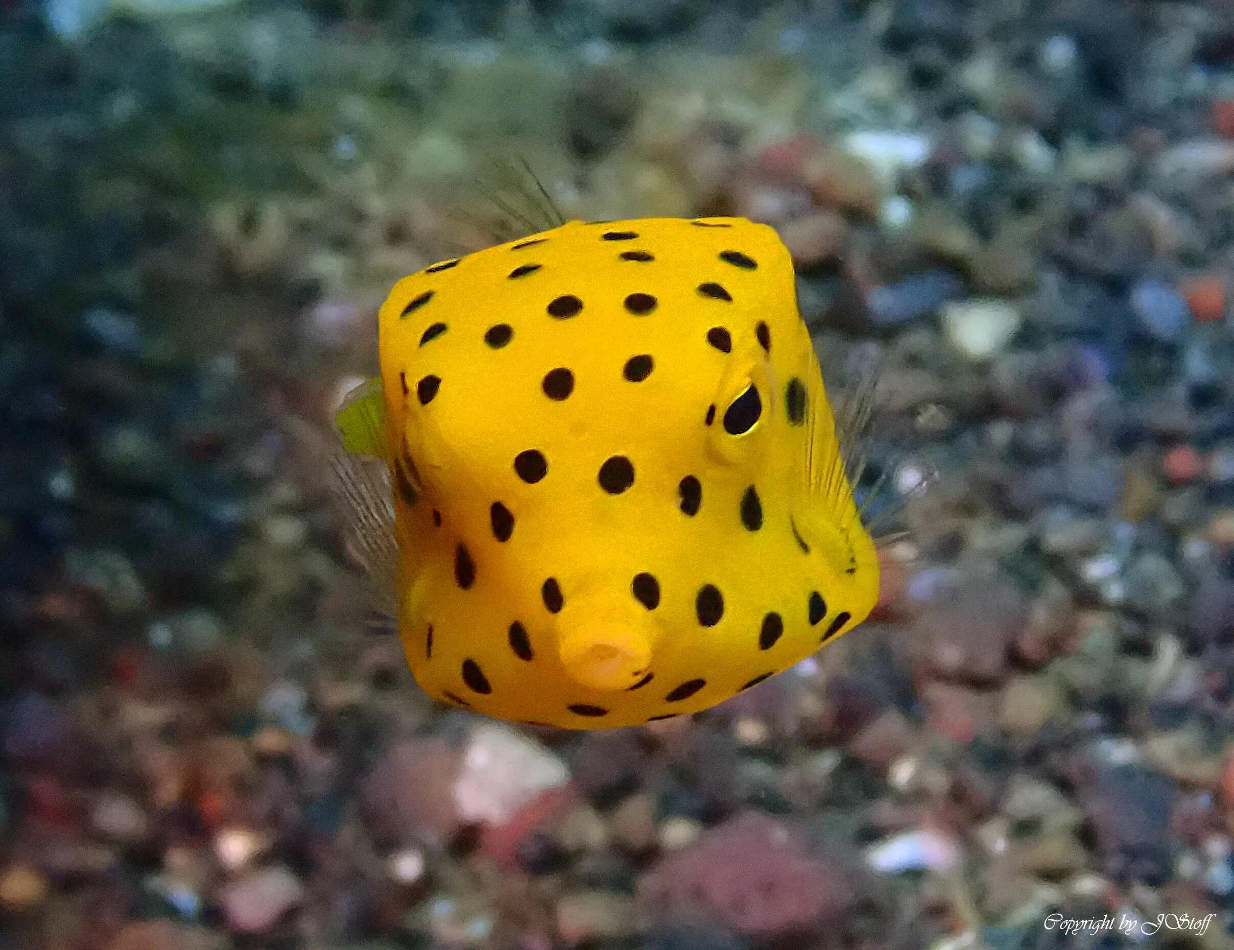 &nbsp;What Lies Beneath. Restoring The Coral Reefs In The Time Of Covid 19.  &nbsp;