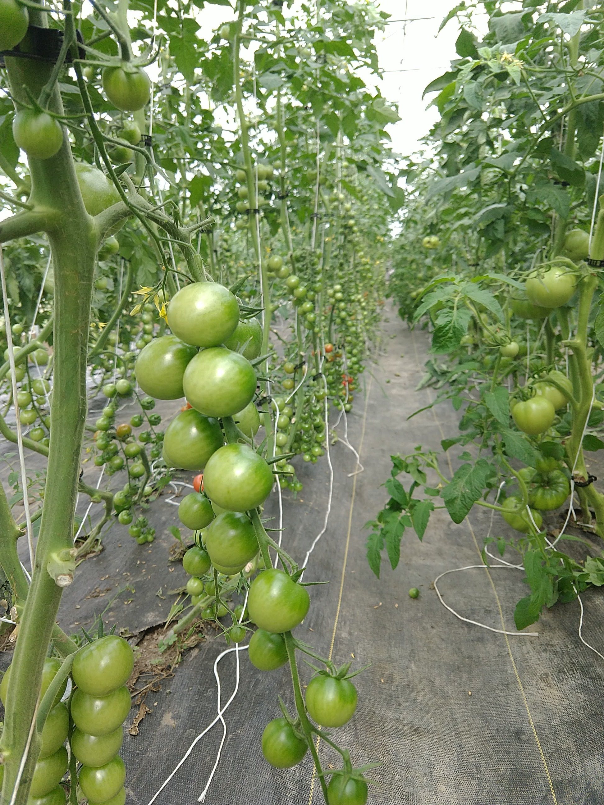 cherrytomsingreenhouse.jpg