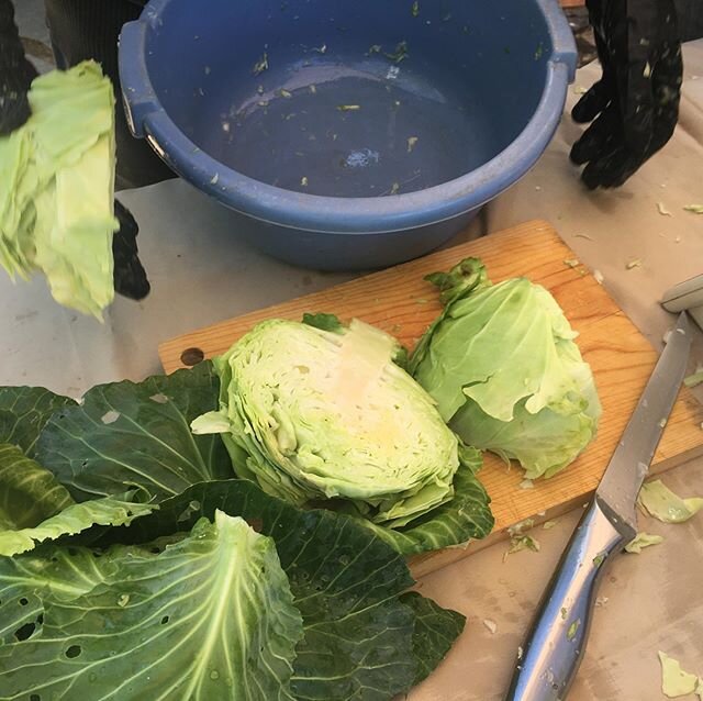 &ldquo; Sauerkraut &ldquo; hecho ✅ en la casa Los Hondos #sauerkraut #selbstversorger #prospecierara #gemeinsamlandwirtschafterleben #landleben