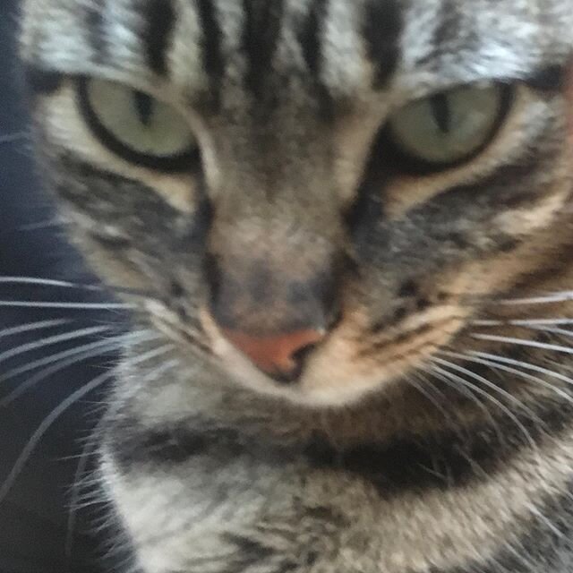 #cats#catsgram #catlovers