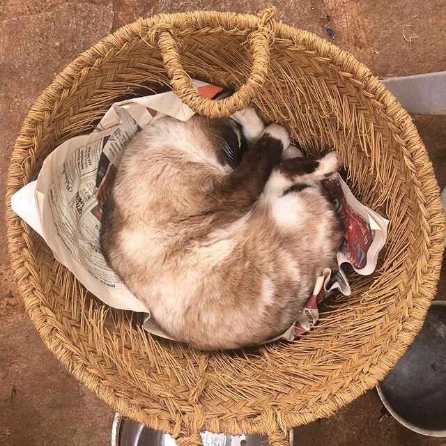encontraste tu lugar para dormir😽#catsofworld #catslife🐾