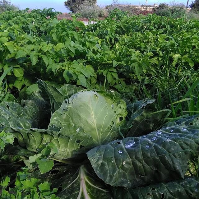 Aktuell Kohl#prospecierara #sauerkraut #vitaminc #fermentation