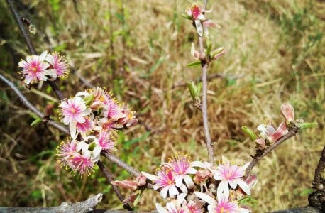 flowers-458x300.jpg
