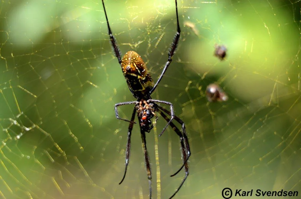 Golden orb spider female Kitich.jpg