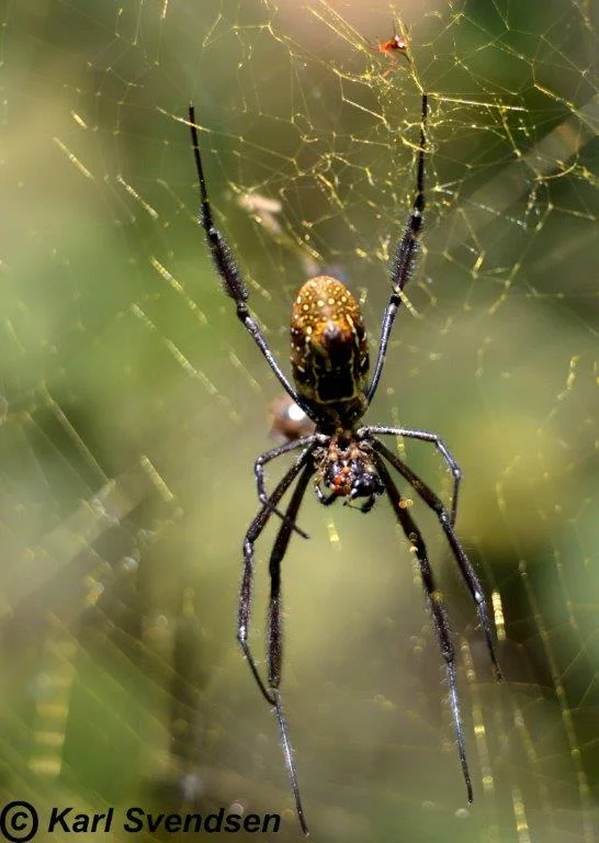 Golden orb spider female Kitich2.jpg