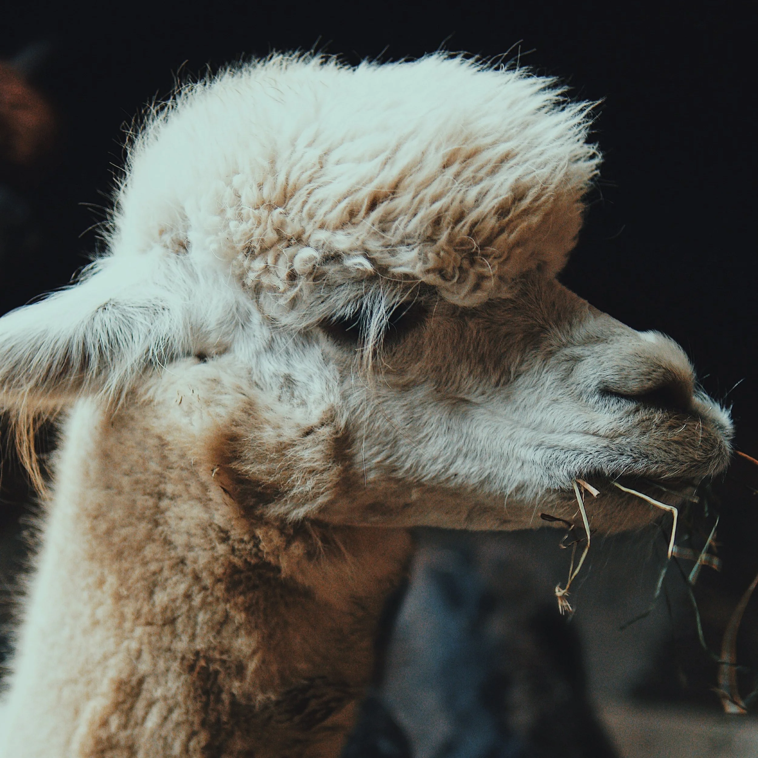 ALPACA.jpg