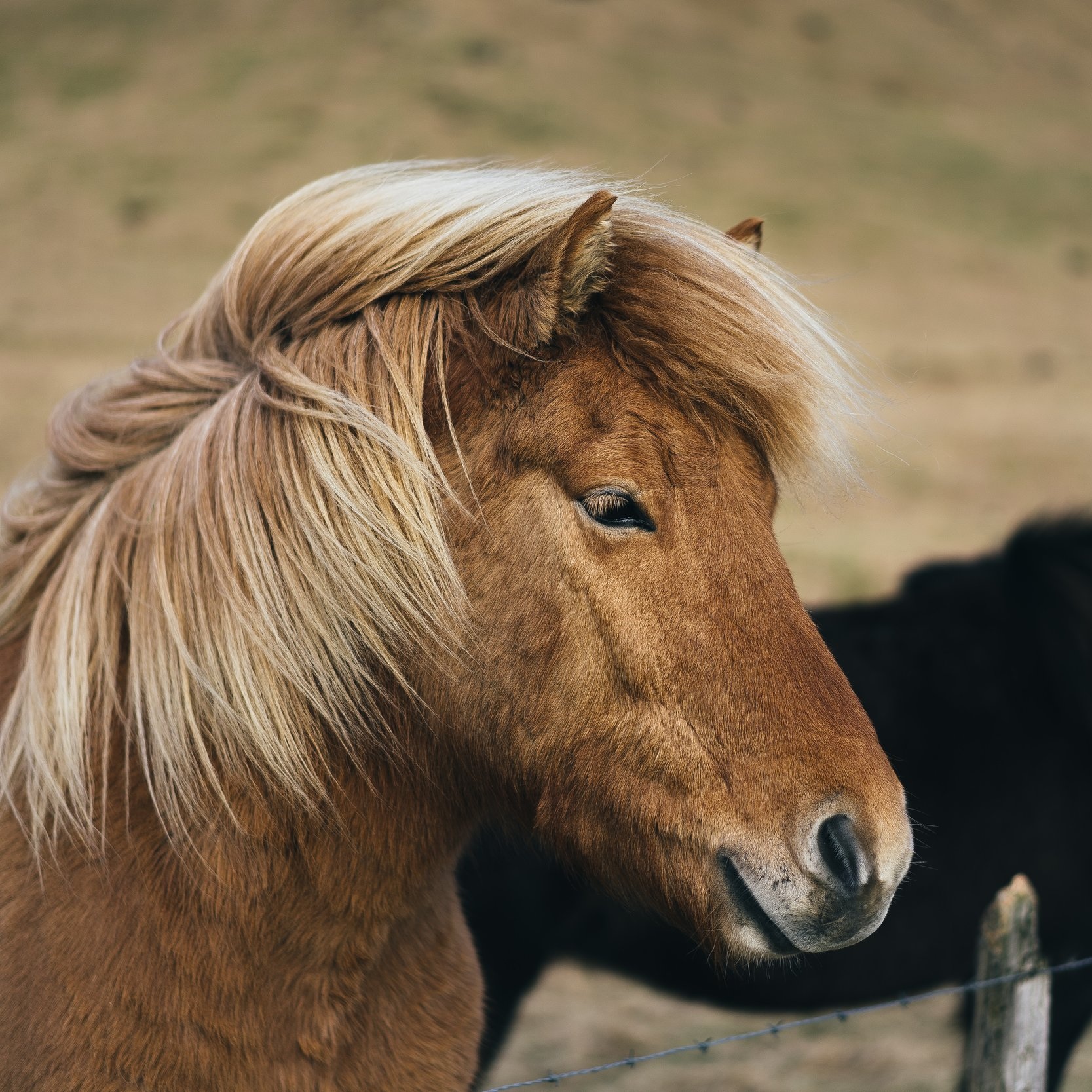 MINI+HORSE.jpg