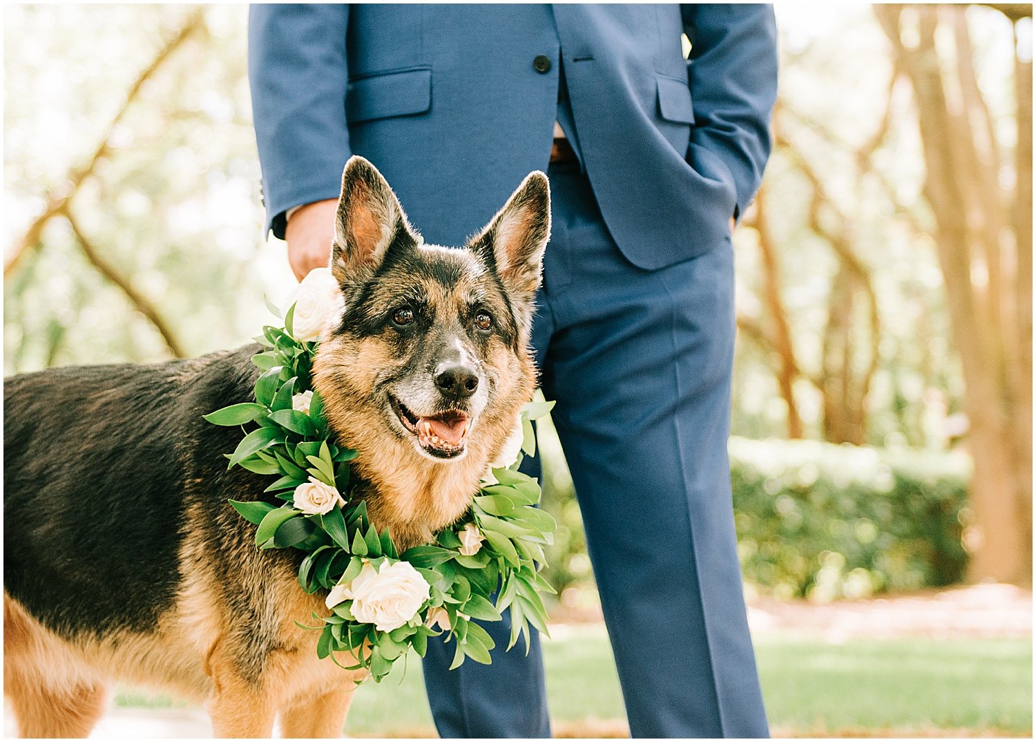  Dog with a floral collar for the wedding 