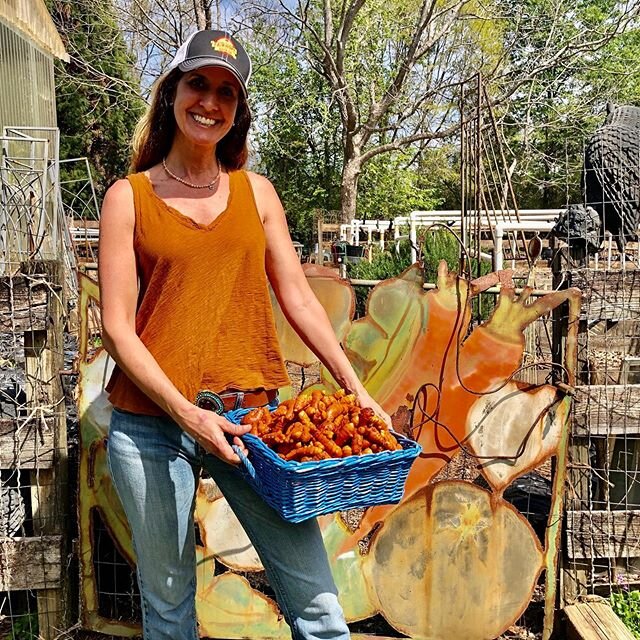 This is what 10lbs or organic turmeric looks like! 
I am fortunate that early on in my juicing business my great and generous friend @blackdogjuiceco introduced me to Claire, the local organic turmeric farmer. This week we went to Claire&rsquo;s farm