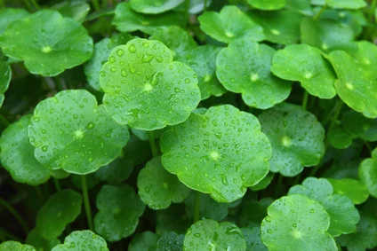 Magical herb, Gotu Kola