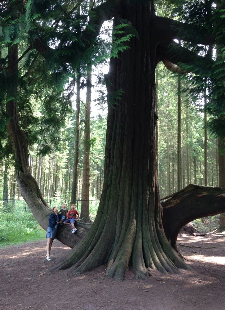 Reflections about Trees by Herman Hesse