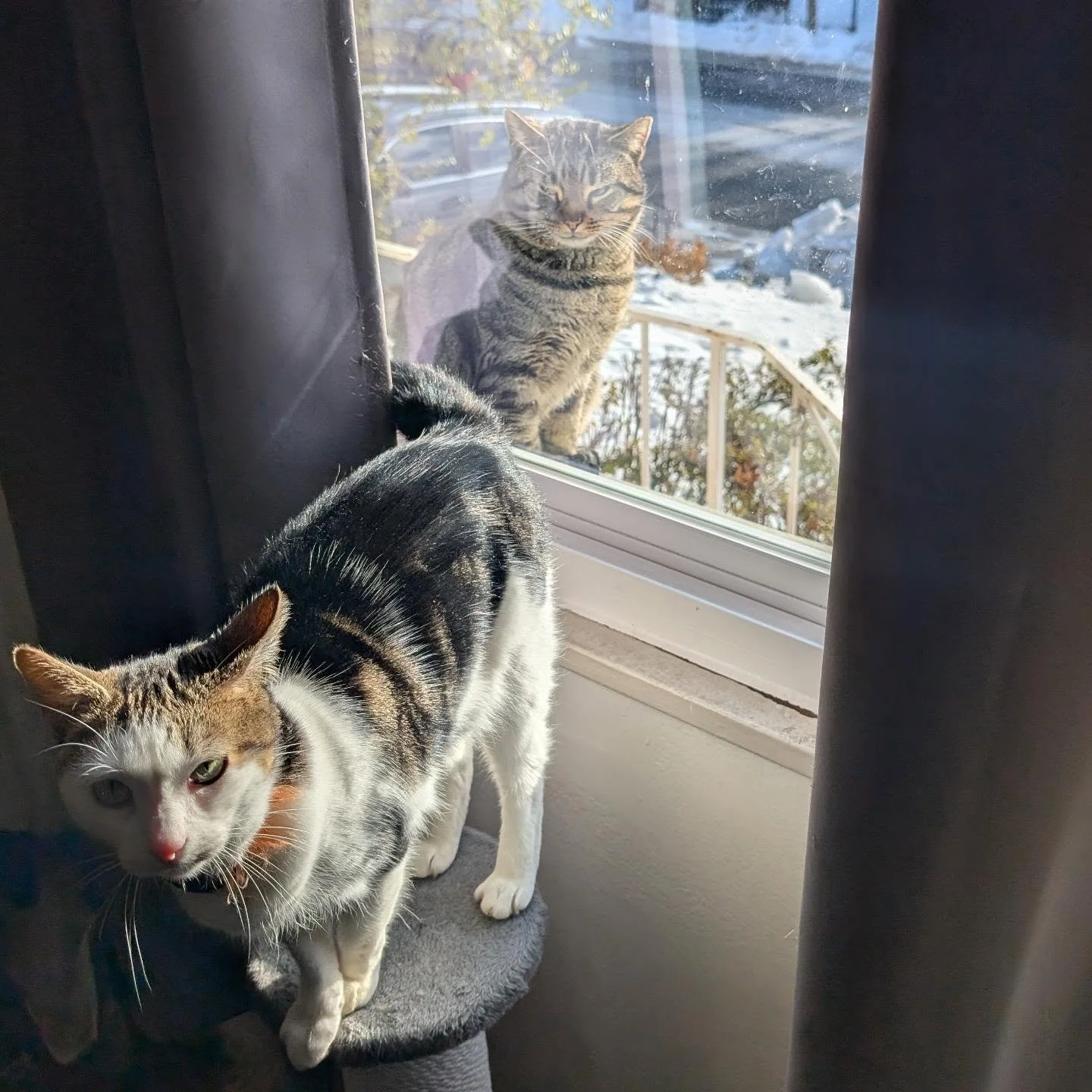 I don't care how many times she asks. 

I don't care if it's Valentine's month.

I'm not letting him in! 🐈

(I fed him after taking this pic but he's not coming in)