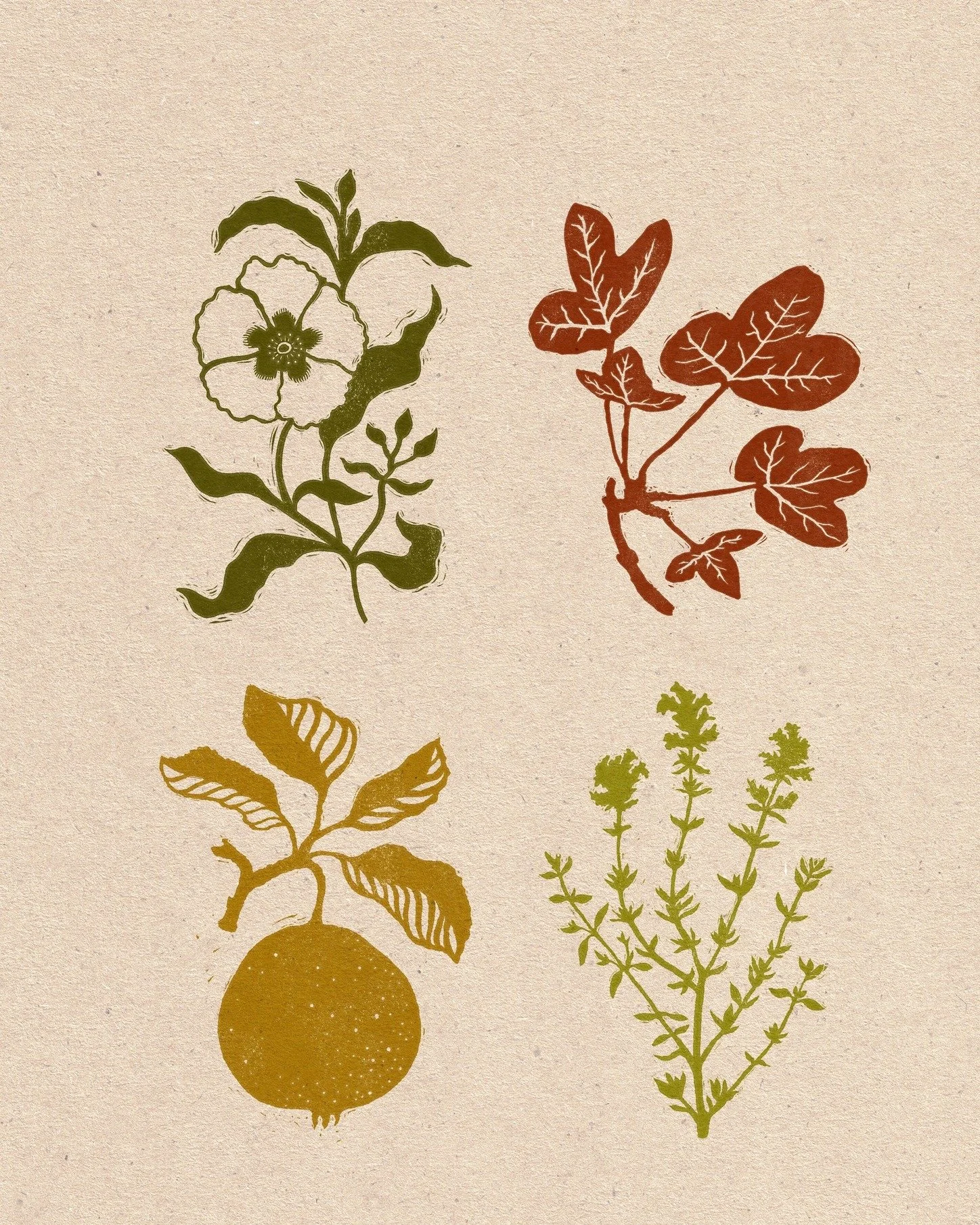 Some illustrations I made for @project.giving.back  earlier this year. 

They were designed to  highlight different plants used in @jamess@jamesscapedesign  2026 Chelsea garden. Inspired by the south of France and beautiful Ochre sandstone cliffs, Ja