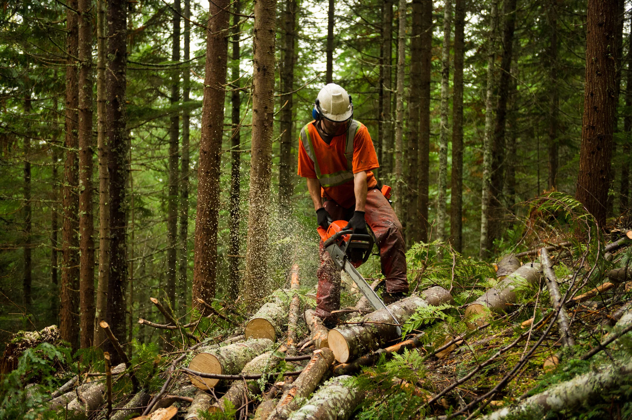Forestry Services 