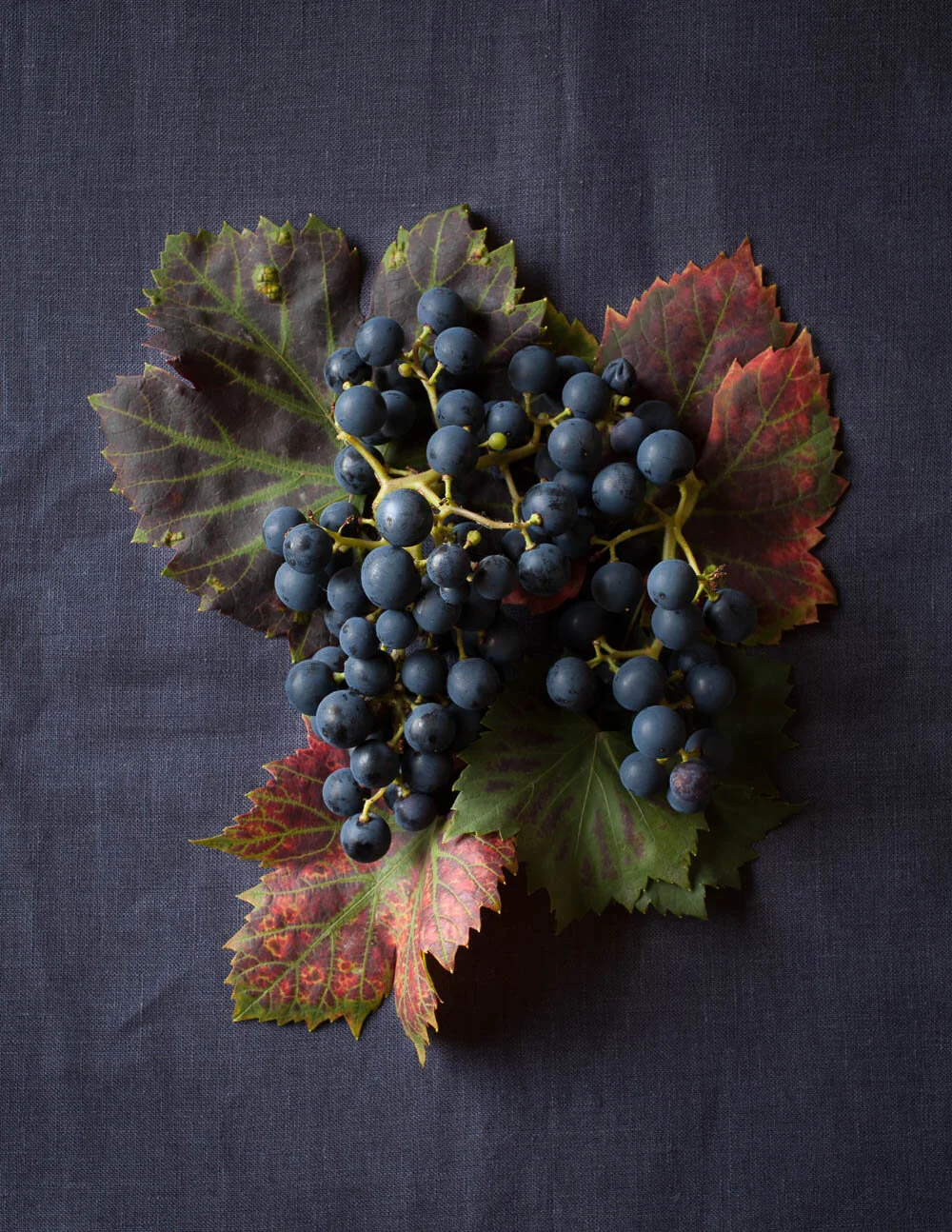 grapes and grape leaves