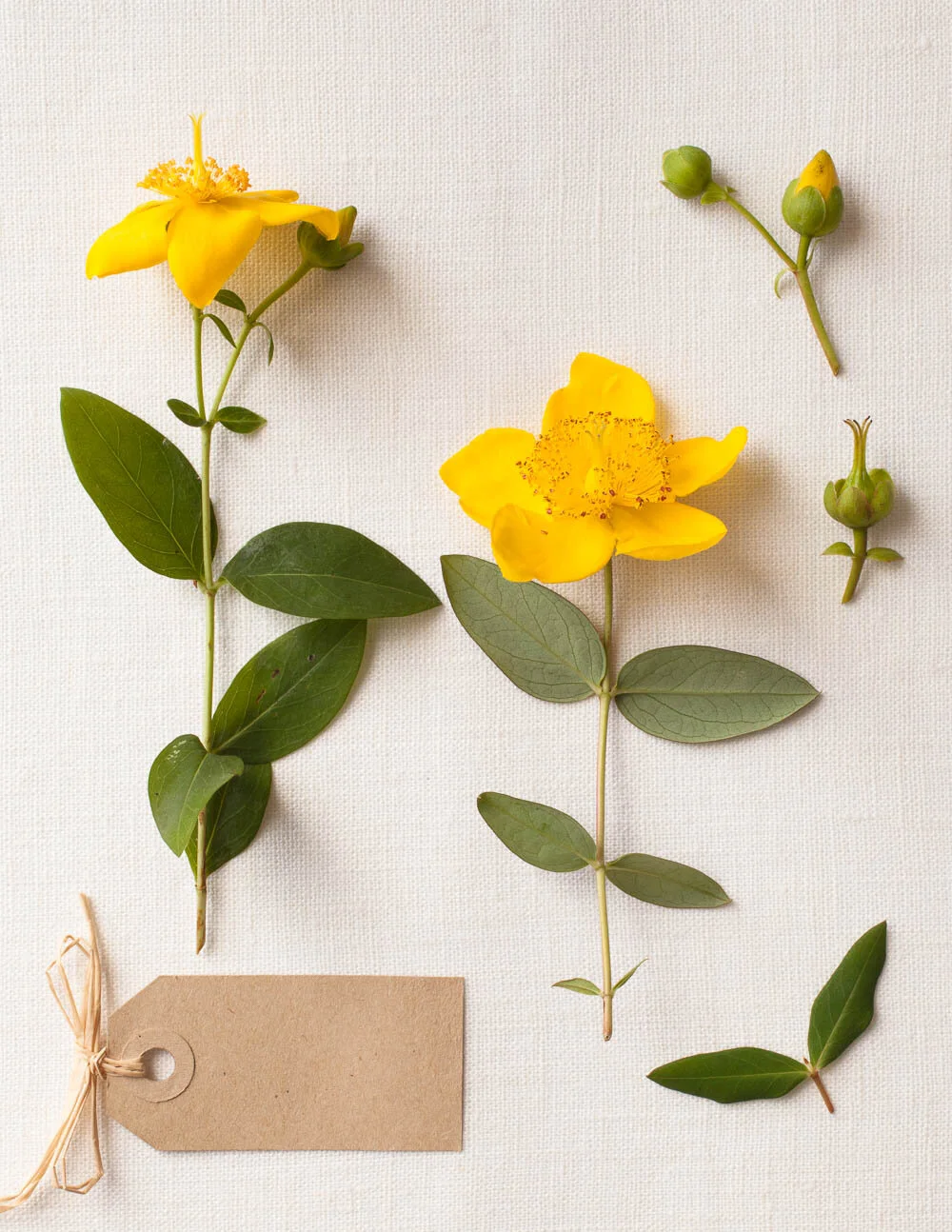 Photograph of yellow St John’s Wort flowers for Quarto Publishing
