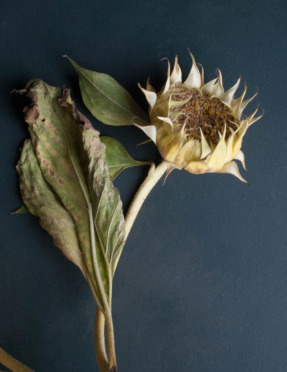emmatsrobinson-fading-sunflower20180920-_MG_4101.jpg