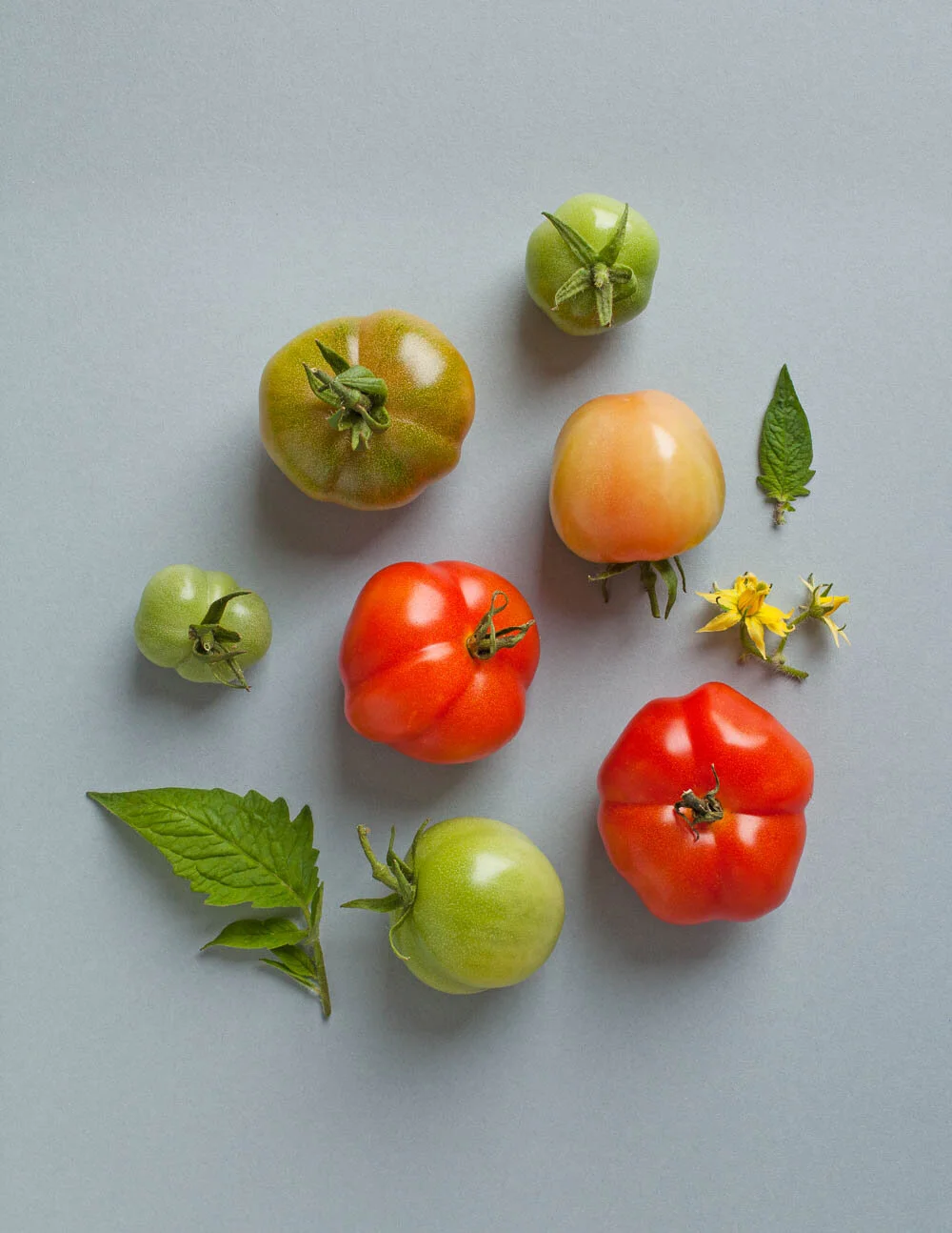 tomatoes on a blue/grey paper background