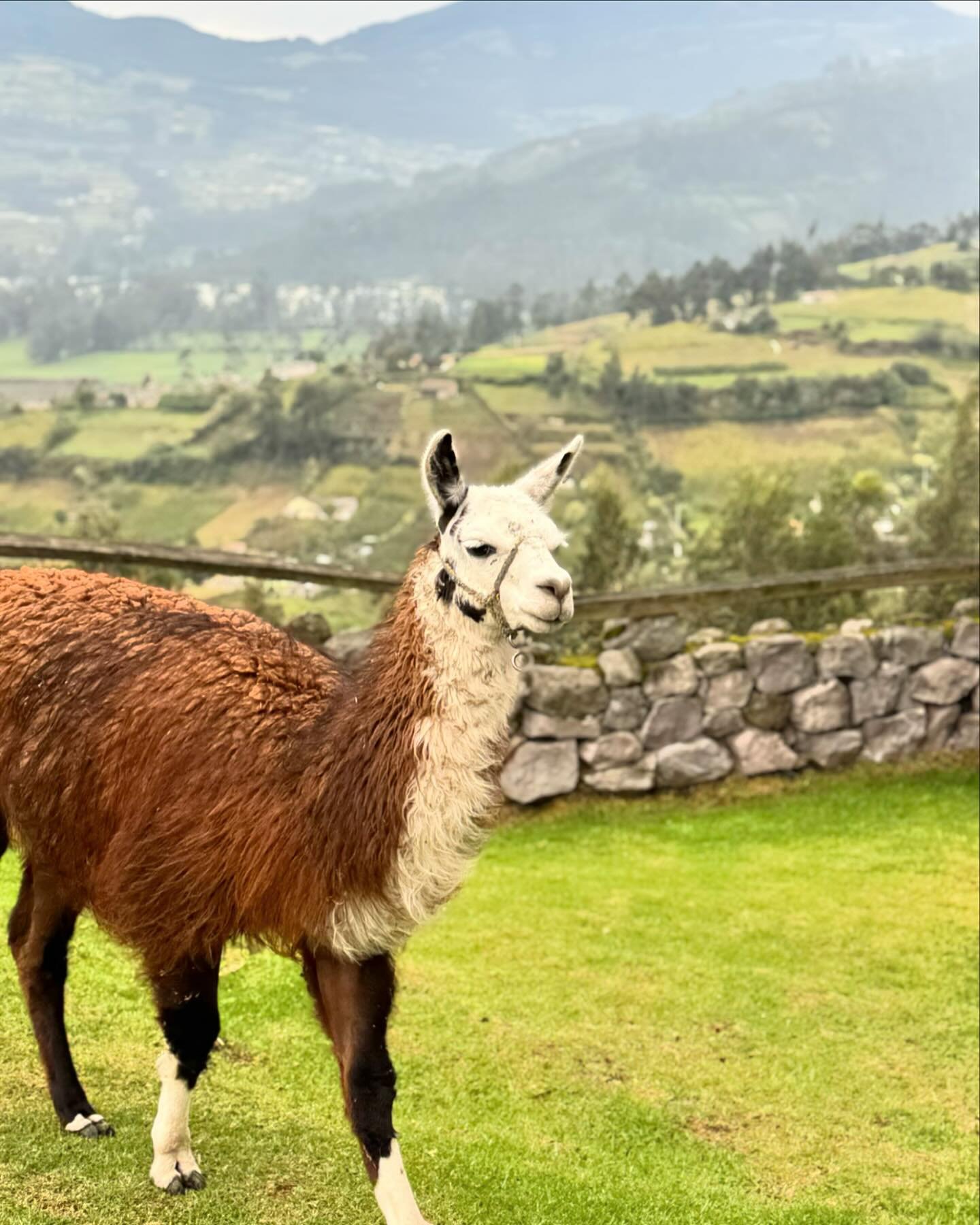 Took a break from posting to go on some amazing adventures 🦙🧵🍌🌺 Ecuador, part one: Quito, Otavalo, Mindo, and the cloud forest (llamas, food, warmth, textiles&hellip; basically heaven?) #ecuador #ecuadortravel #travelphotography #llama