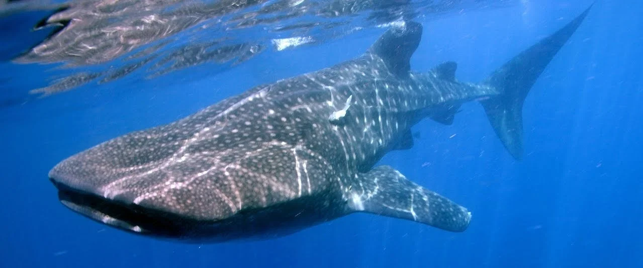 Whaleshark.jpg