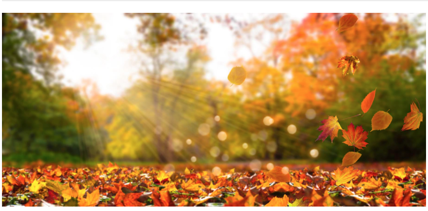 Ever wondered why trees ditch their leaves each fall?