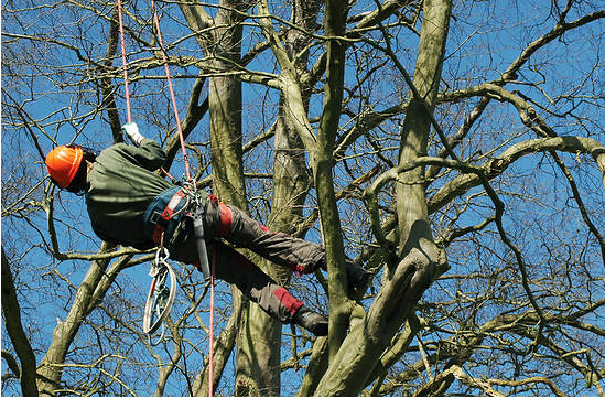 Climate Change Affecting Trees (Why We Need More Arborists)