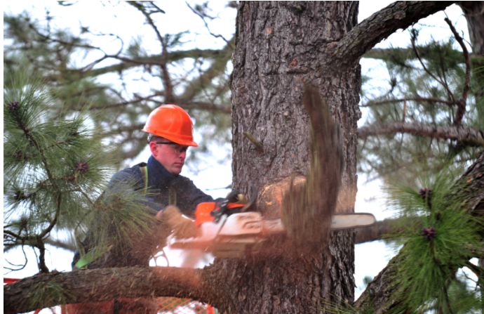 State of the Tree Service Industry and The Future