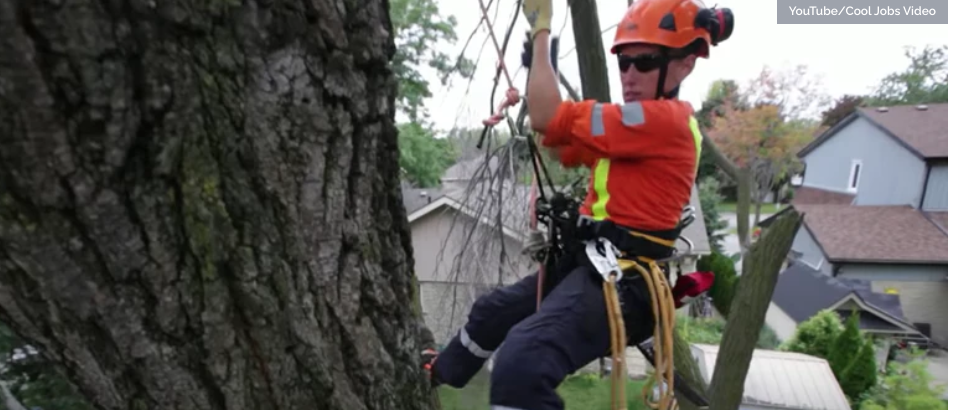 Arborists in the Spotlight