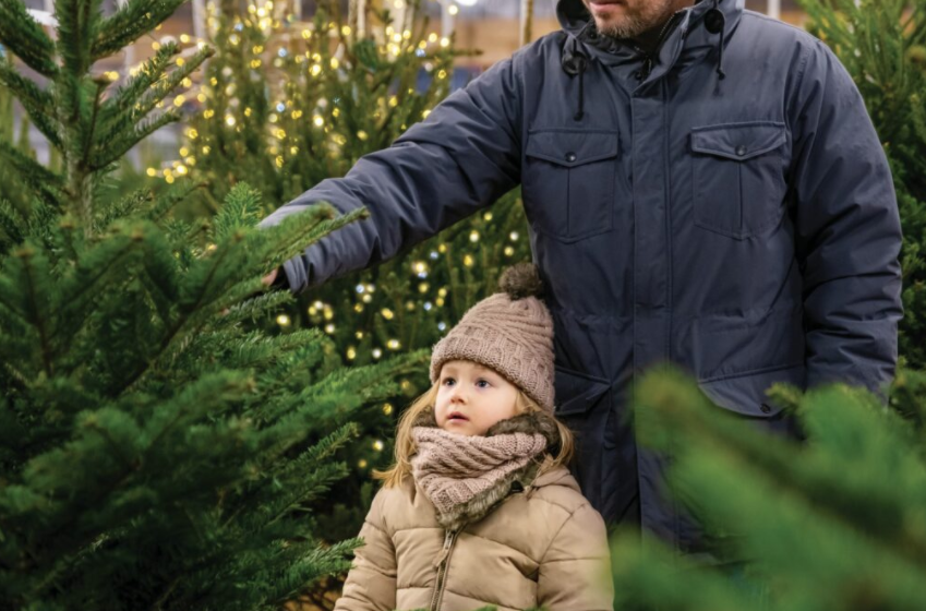 How to choose a Christmas tree: Tips from an expert arborist