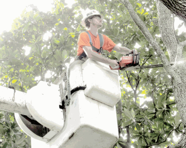 Arborist brothers reclaim old wood, craft works of art