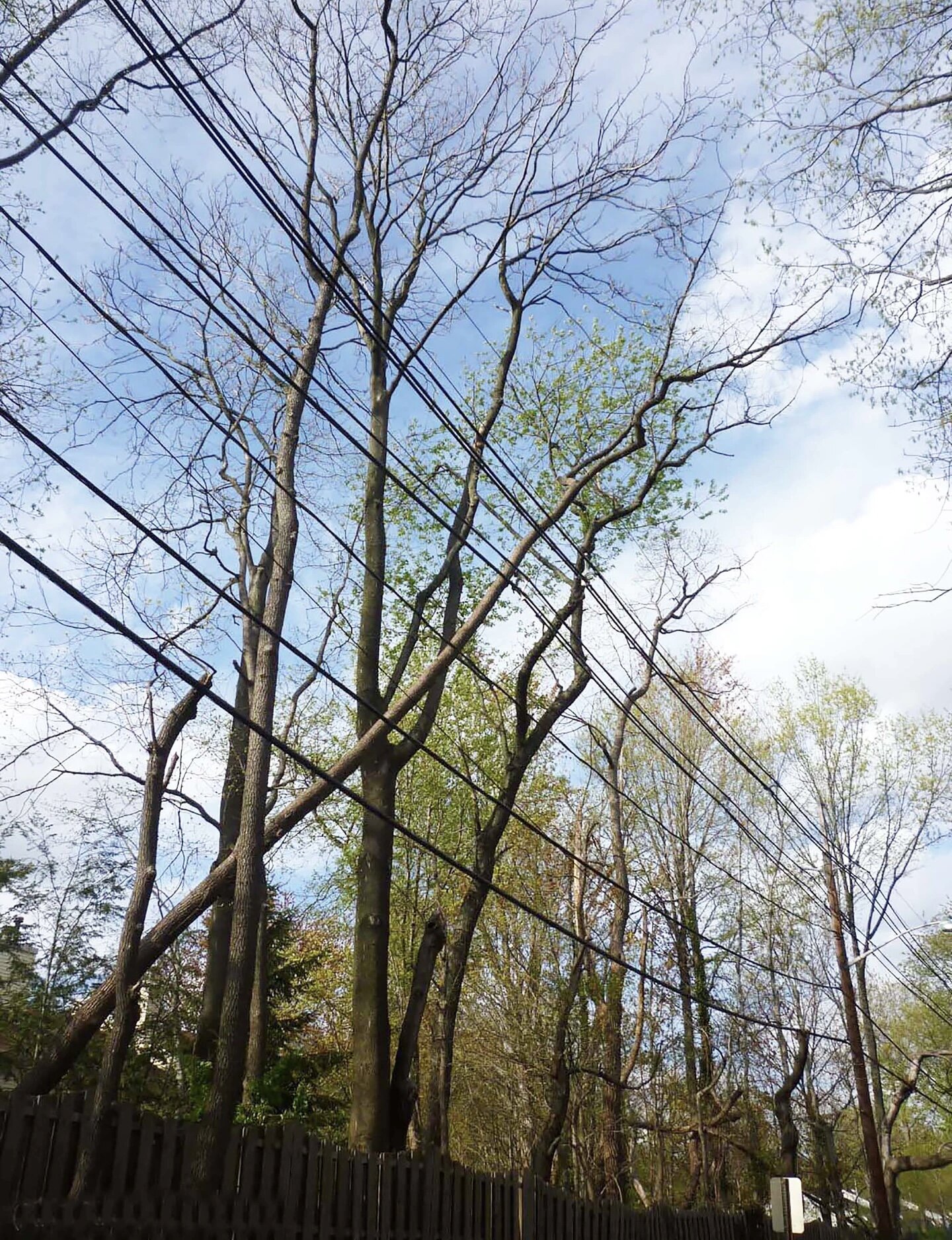 Why Trees Fail: Helping Utilities Plan Ahead