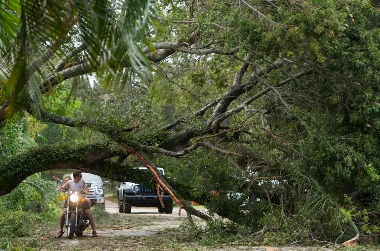 Startup Aims To Prevent More Fallen Trees From Heading To Landfill