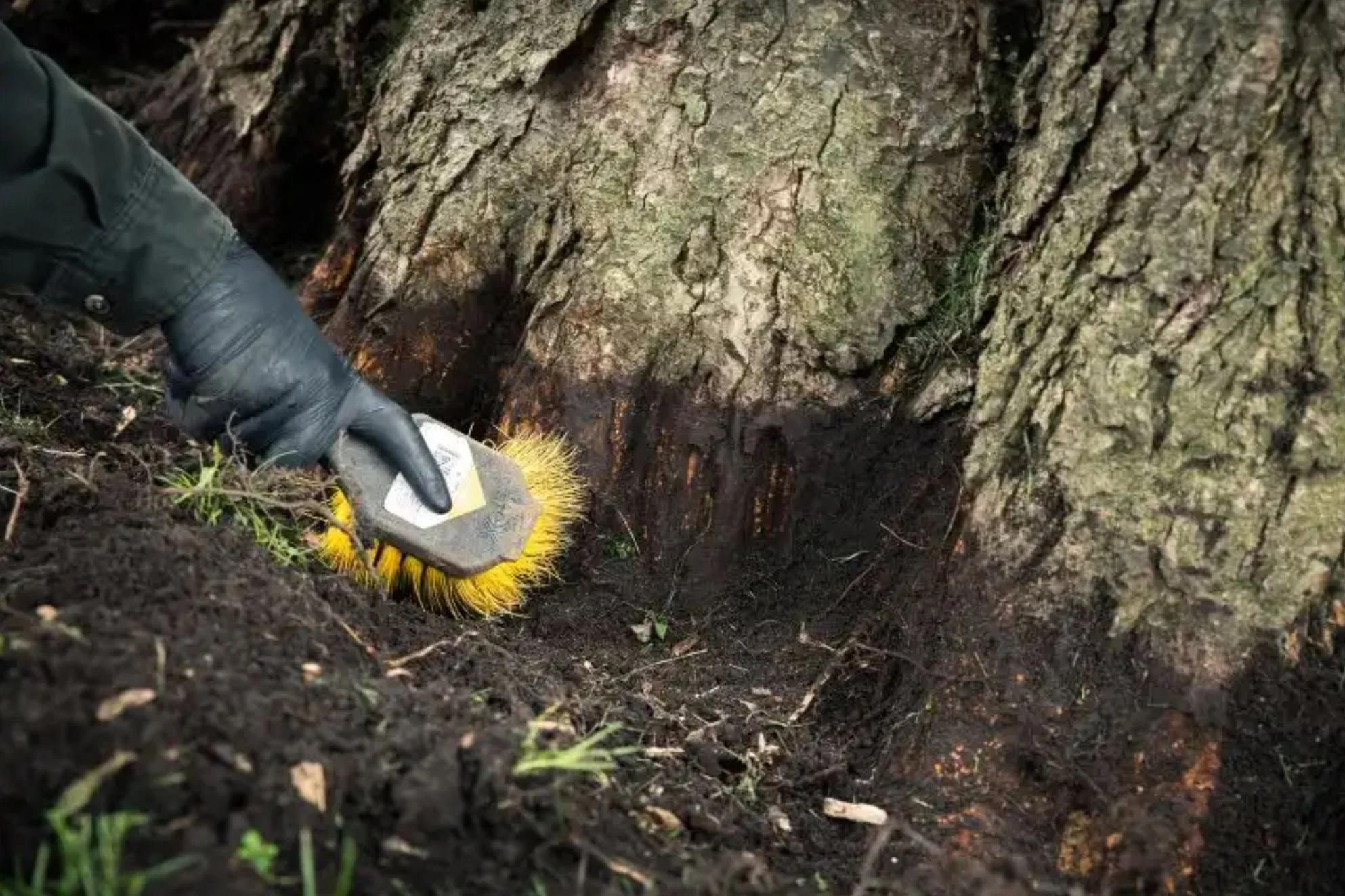 How to Identify Dutch Elm Disease?