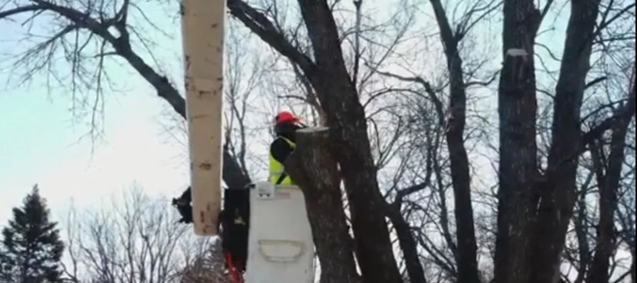 Why Fall is the best time for tree removals