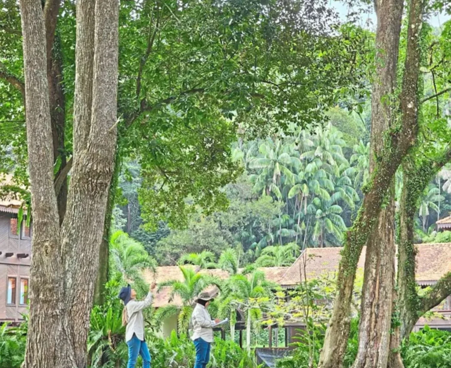 Meet the Malaysian tree doctors taking care of our cities' natural heritage