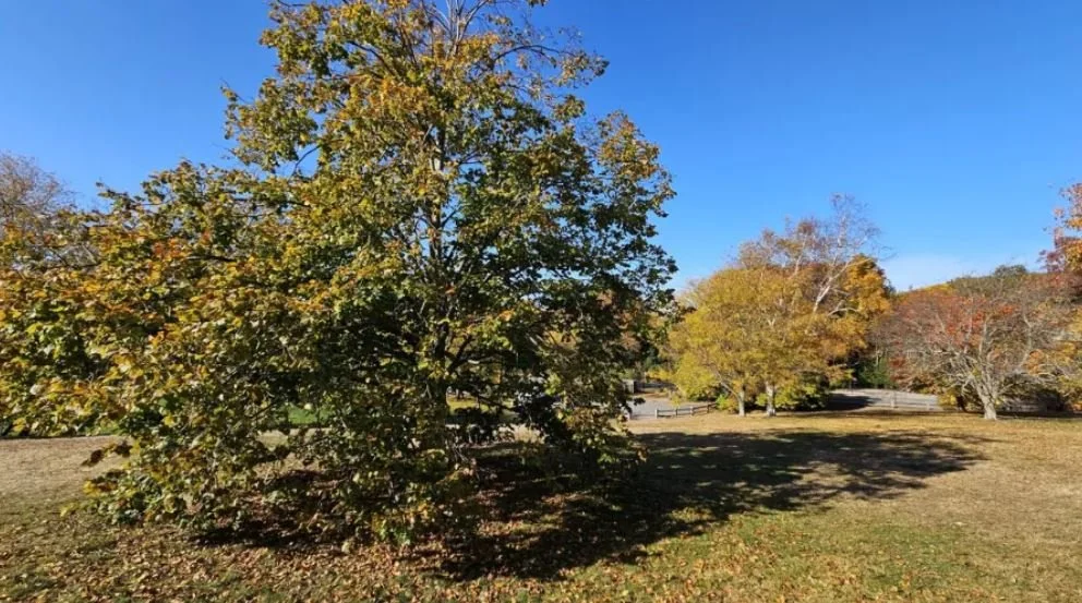 What Is A Zombie Tree? A Local Arborist Explains