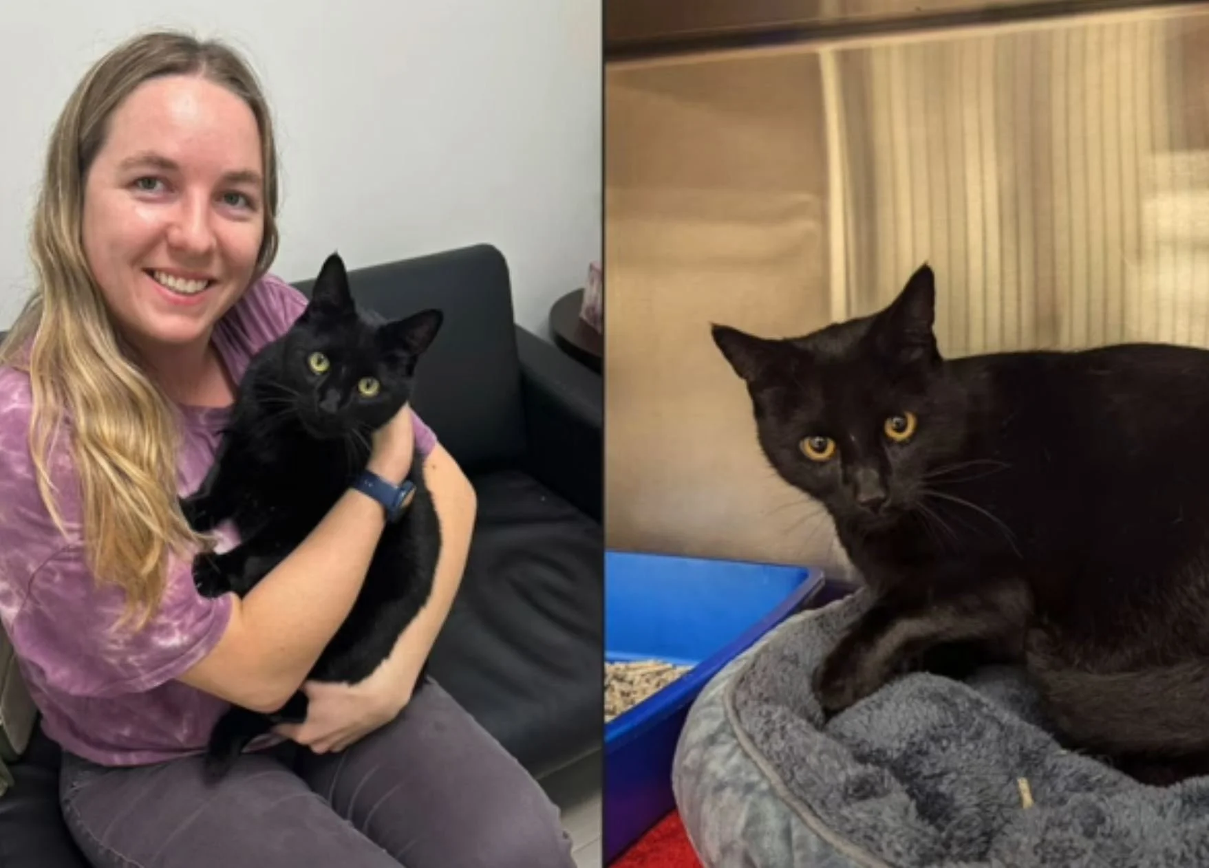 Kelowna arborist rescues cat stranded in a tree for two days