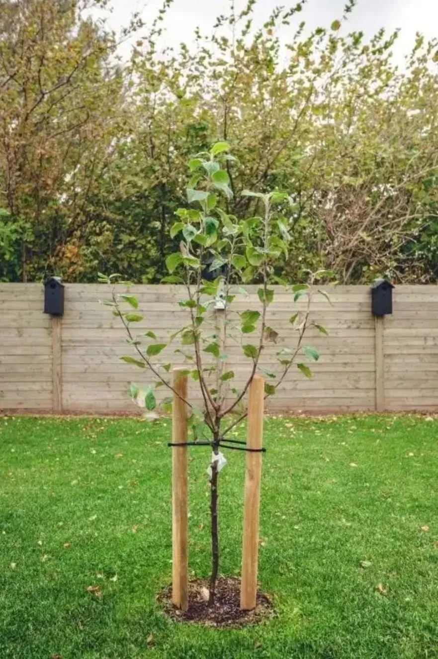 How to Anchor a Tree for Storm Prevention