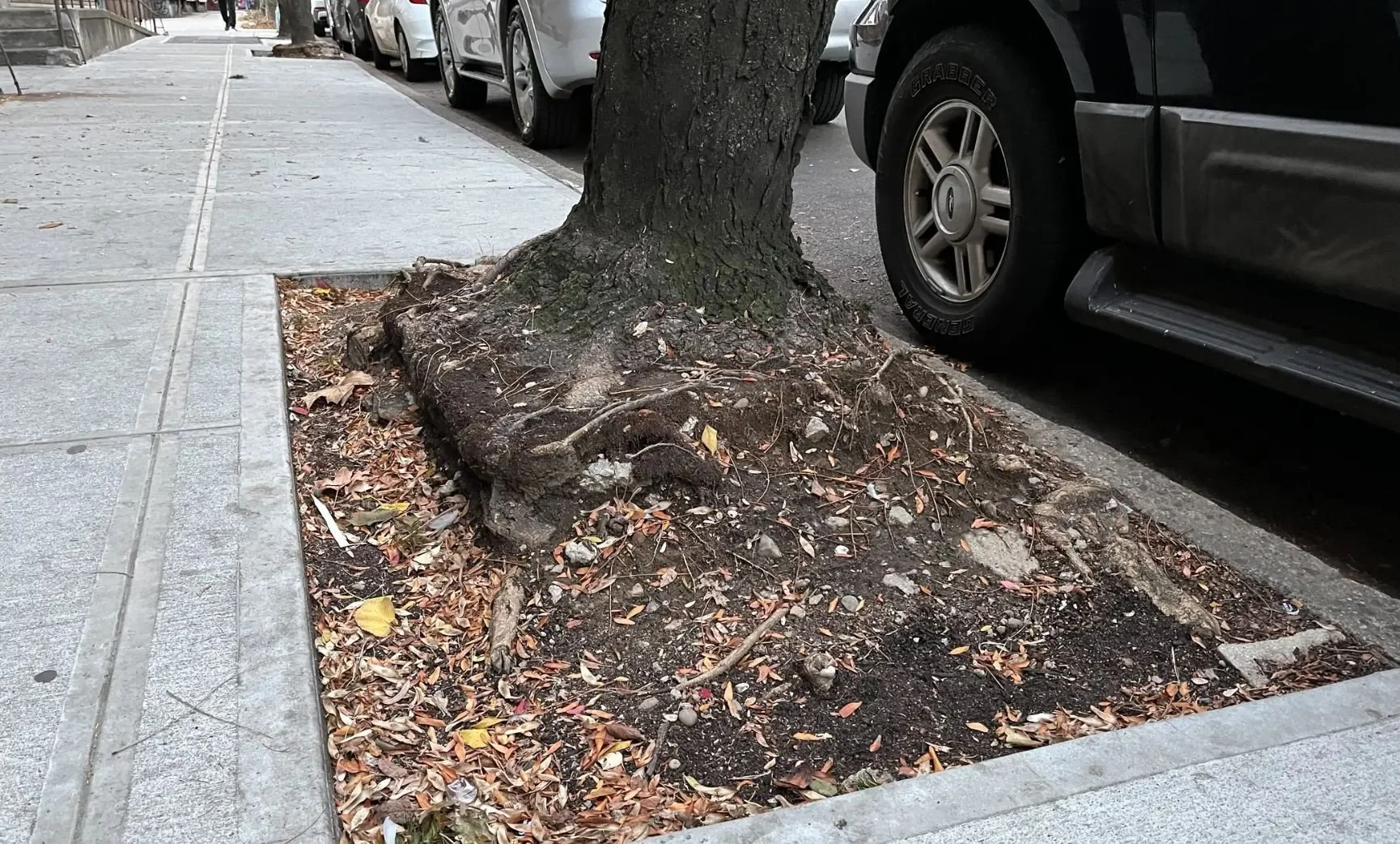 Drought presents dire threat to NYC's street trees, arborists say